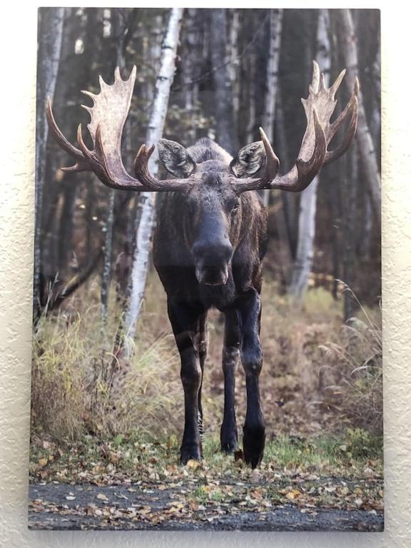 شقة The Moose Crossing أنكوراج المظهر الخارجي الصورة